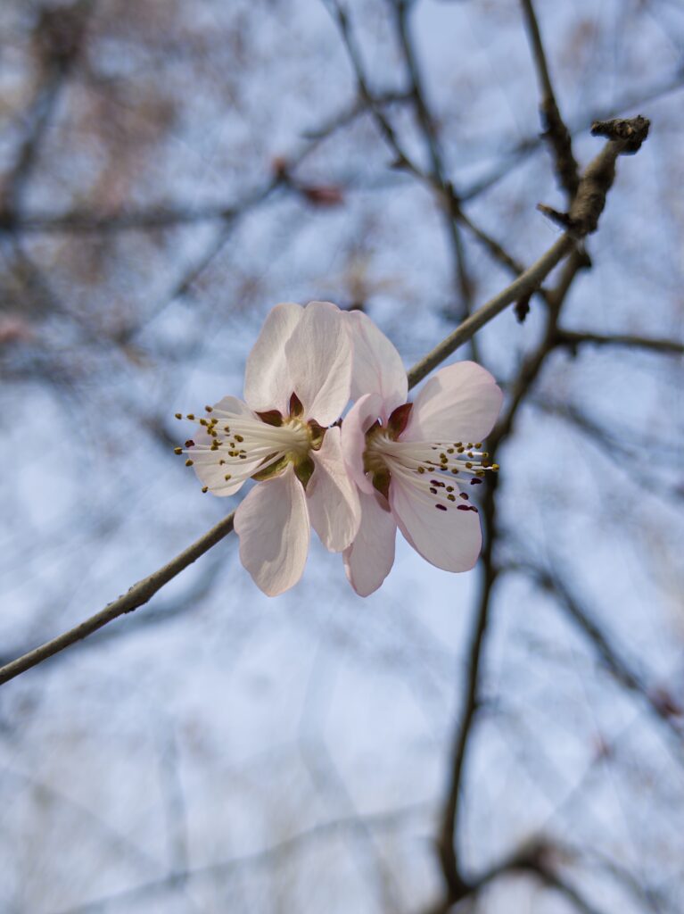 花开时节。2026年3月15日，于北京将府公园。